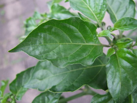 [Habanero Big Sun]