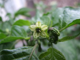 [Habanero Big Sun]