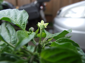 [Habanero Big Sun]