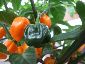 [Habanero Big Sun]