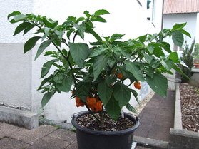 [Habanero Big Sun]
