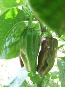 [Habanero Ebony Giant]