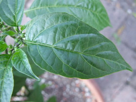 [Habanero Golden Bullet]