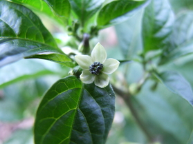 [Habanero Golden Bullet]