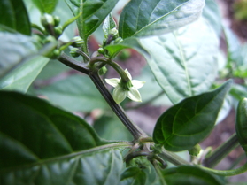[Habanero Golden Bullet]