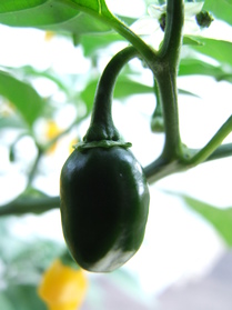 [Habanero Golden Bullet]