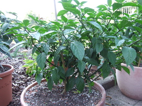 [Habanero Golden Bullet]