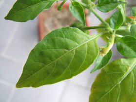 [Habanero Manzano]