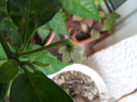 [Habanero Manzano]