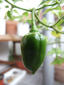 [Habanero Manzano]