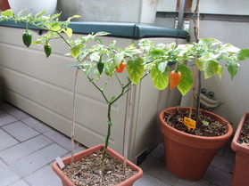 [Habanero Manzano]