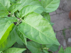 [Habanero Naranja Picante]