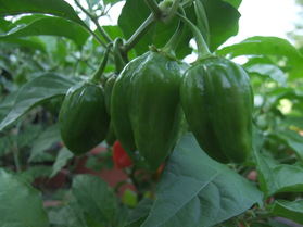 [Habanero Naranja Picante]