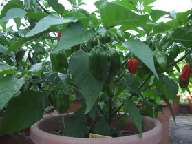 [Habanero Naranja Picante]