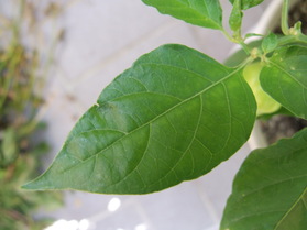 [Habanero Peach]