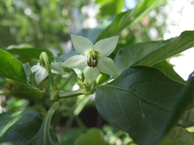 [Habanero Peach]