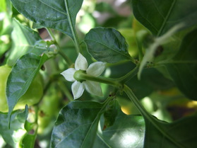 [Habanero Peach]