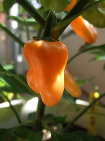 [Habanero Peach]