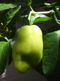 [Habanero Peach]