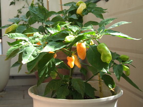[Habanero Peach]