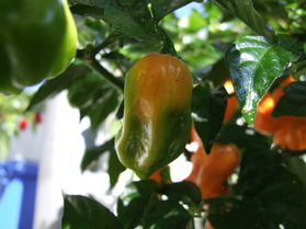 [Habanero Peach]