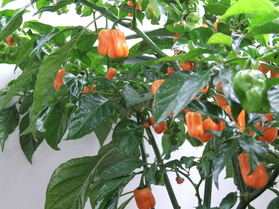 [Habanero Peach]