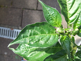 [Habanero Red Savina]