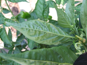 [Habanero Red Savina]