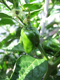 [Habanero Red Savina]