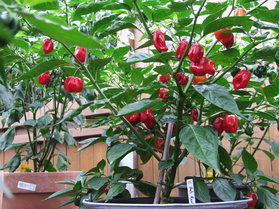 [Habanero Red Savina]