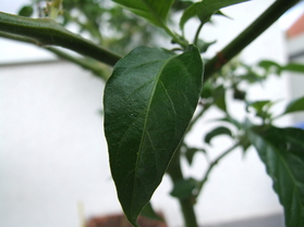 [Habanero Red]