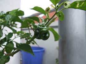 [Habanero Red]