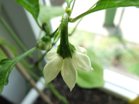 [Hot Tomato]