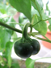 [Hot Tomato]