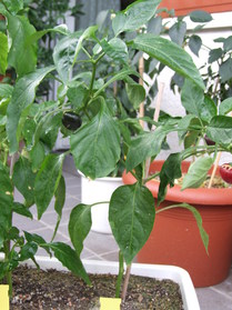 [Hot Tomato]