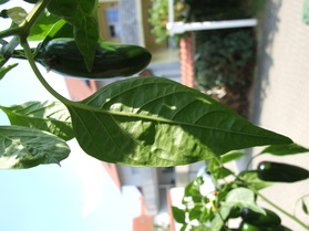 [Jalapeño Anja]