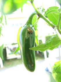 [Jalapeño Anja]