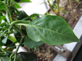 [Jalapeño]