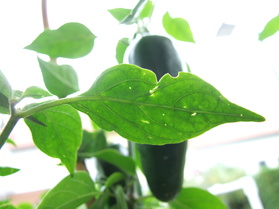 [Jalapeño]