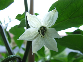 [Jalapeño]