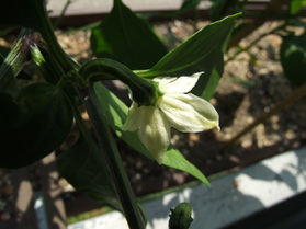 [Jalapeño]