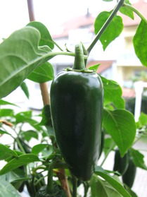 [Jalapeño]