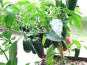 [Jalapeño]