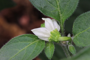 [Jalapeño Farmers Market Potato]