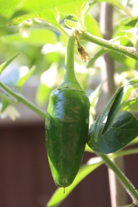 [Jalapeño Farmers Market Potato]