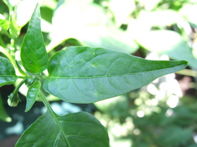 [Jalapeño Jumbo Hot]