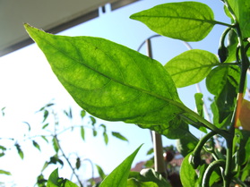 [Jalapeño Jumbo Hot]