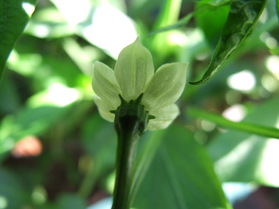 [Jalapeño Jumbo Hot]