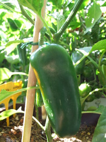 [Jalapeño Jumbo Hot]