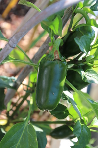 [Jalapeño Tajin]